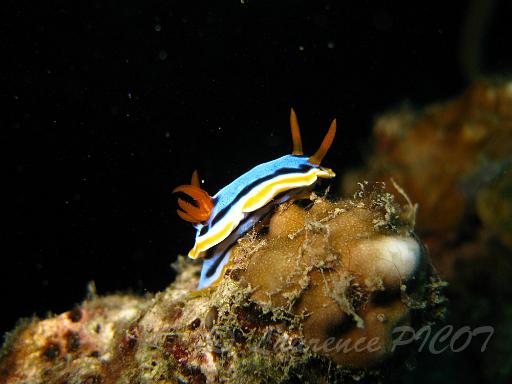 Chormodoris annae 2.JPG - Philippines - îles Calamian
